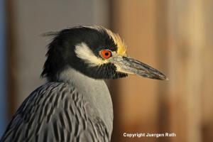 How to Photograph Black Crowned Night Heron